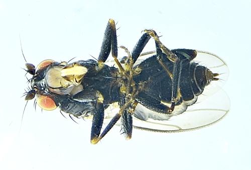 Réf. 295 730 : Apteromyia claviventris
